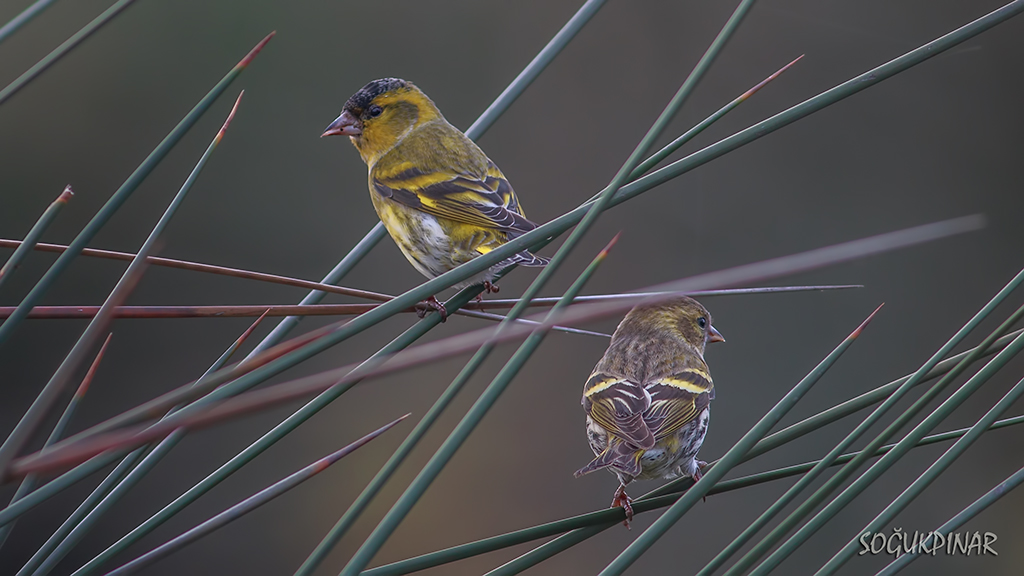 Eurasian Siskin