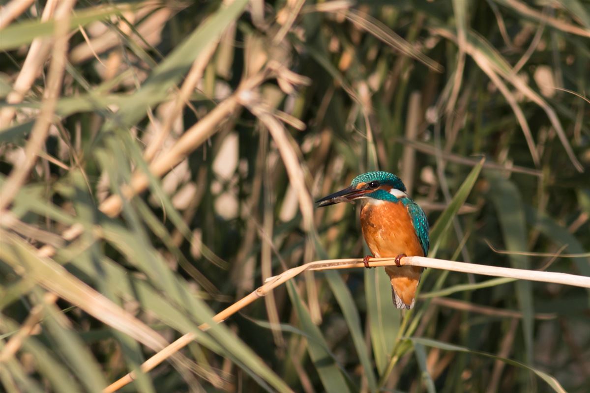 Common Kingfisher