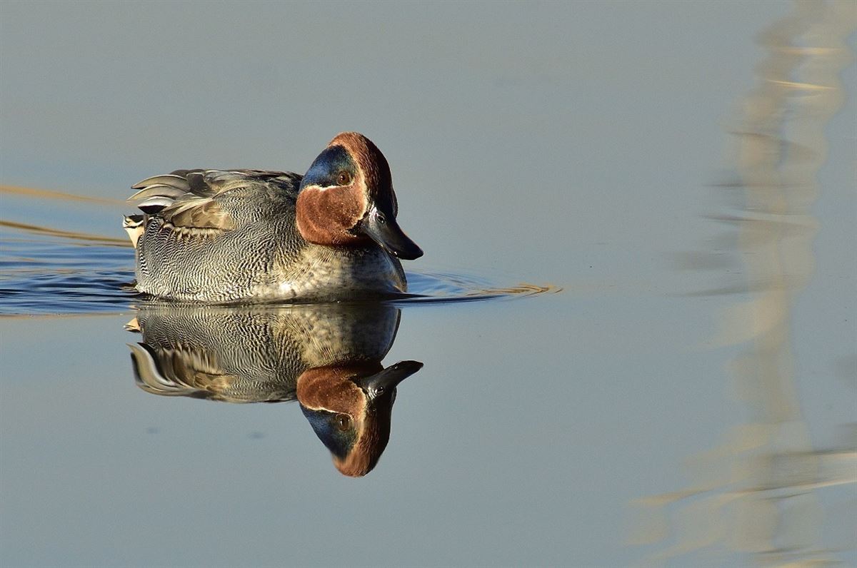 Eurasian Teal