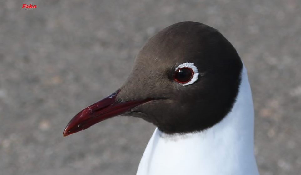 Black-headed Gull