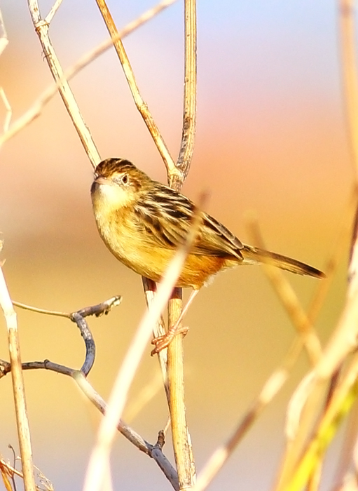 Zitting Cisticola