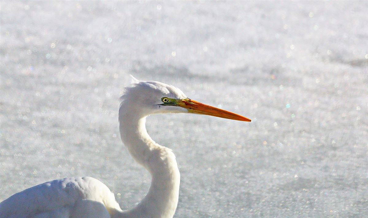 Great Egret