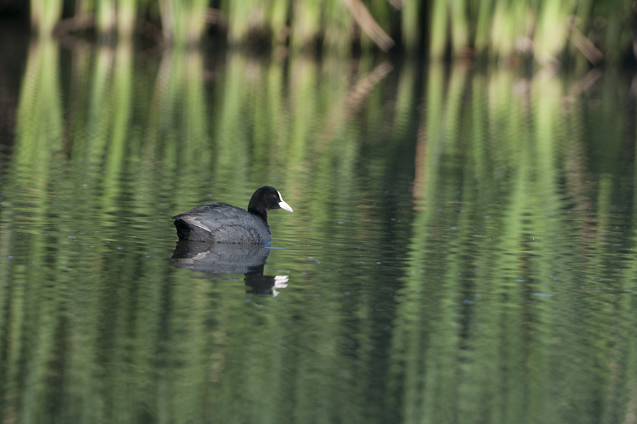 Eurasian Coot