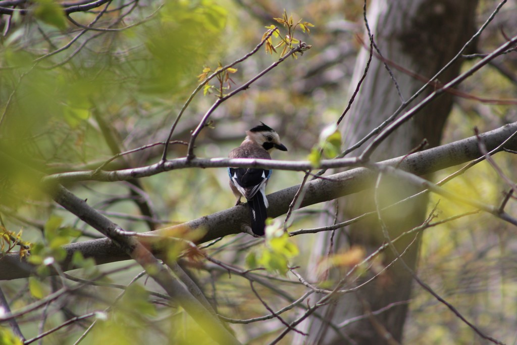 Eurasian Jay