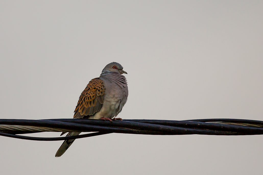 European Turtle Dove