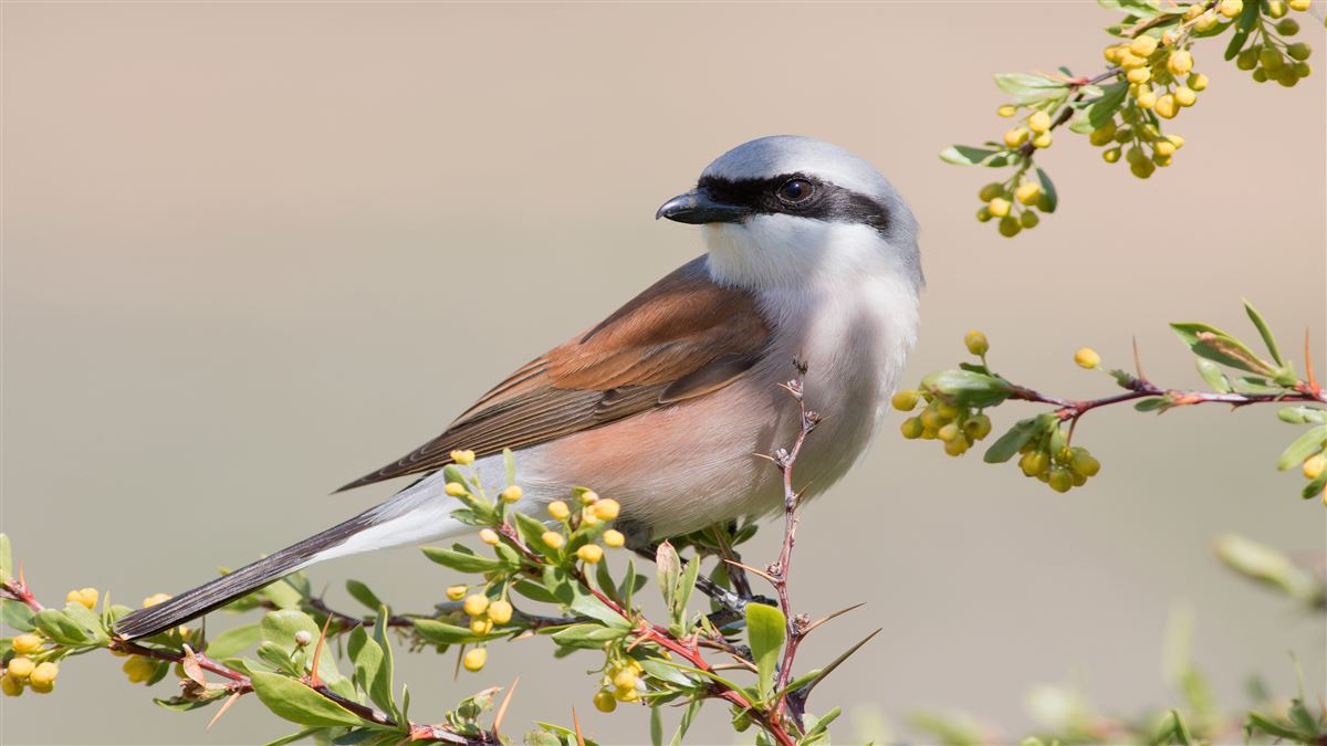 Red-backed Shrike