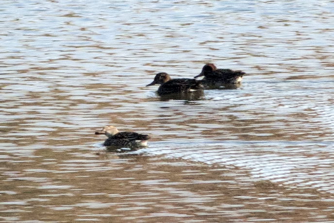 Eurasian Teal