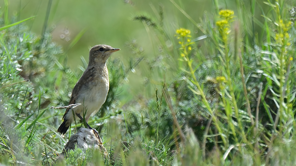 Desert Lark