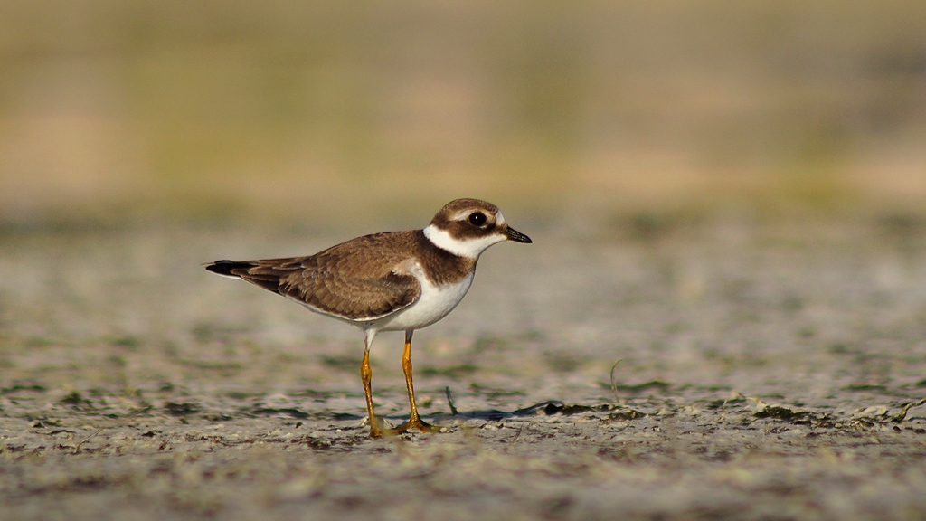 Common Ringed Plover