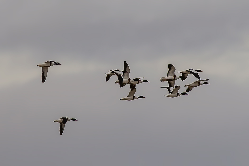 Common Shelduck
