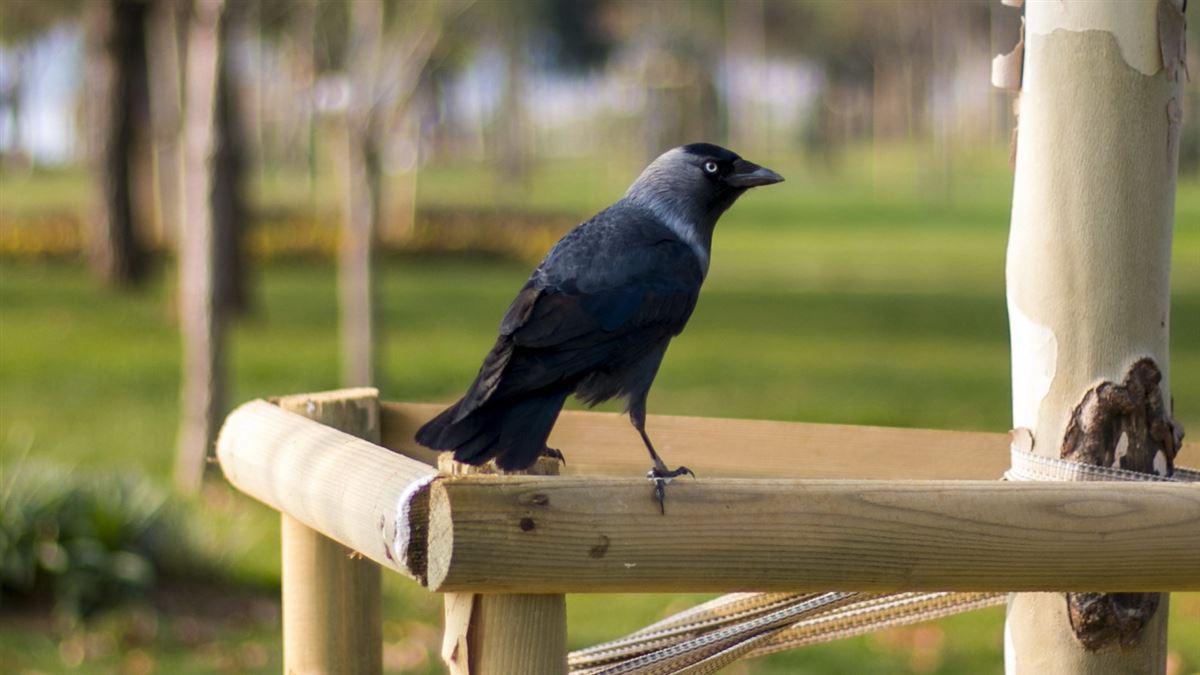 Western Jackdaw