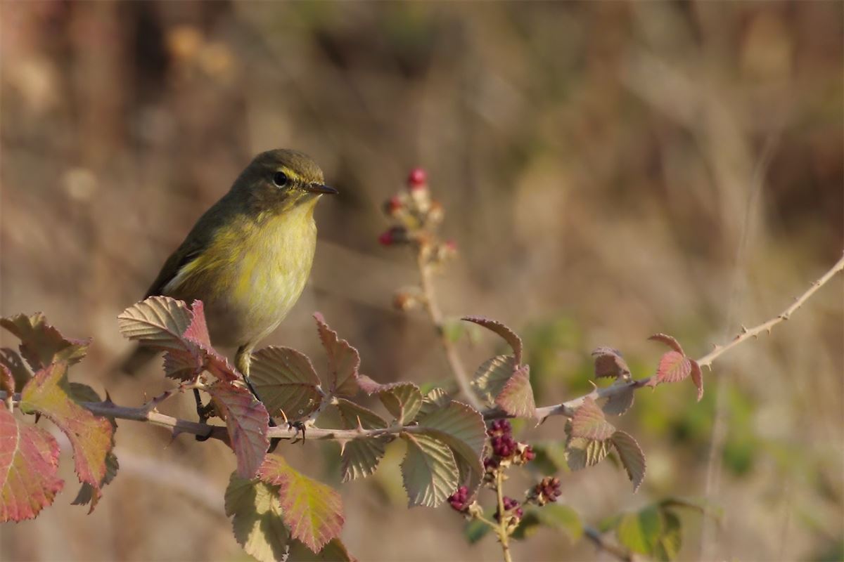 Common Chiffchaff