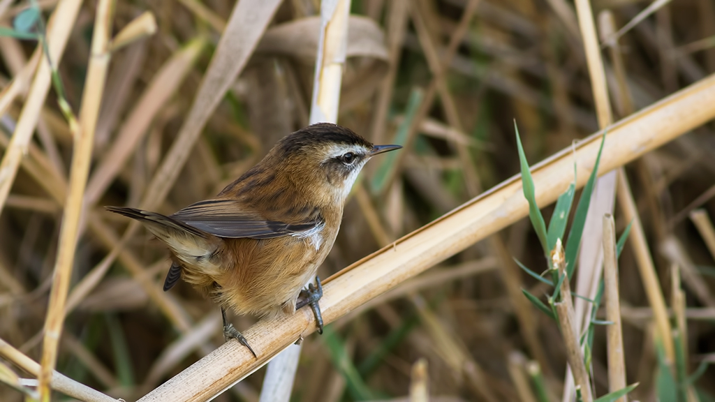 Moustached Warbler