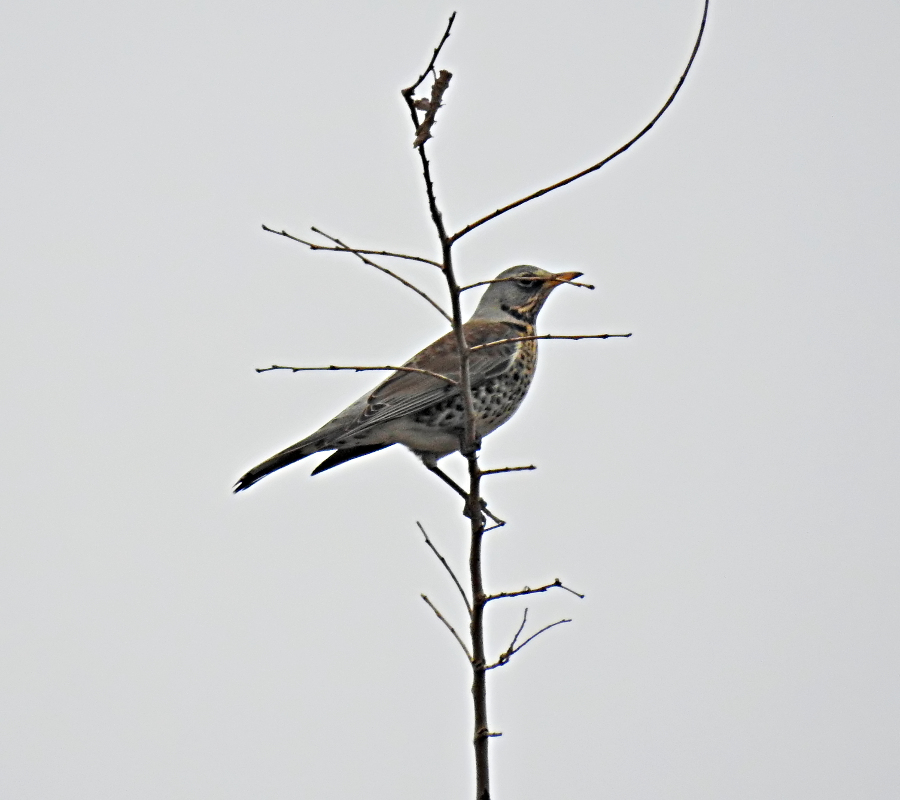 Fieldfare