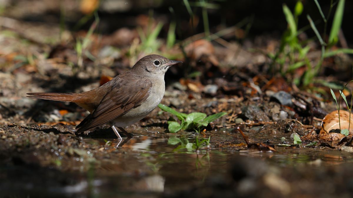 Common Nightingale