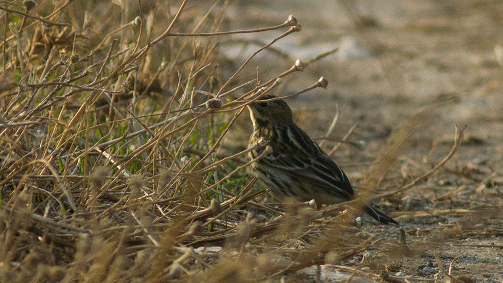 Red-throated Pipit