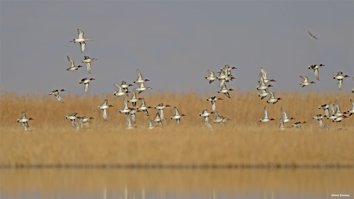 Eurasian Teal