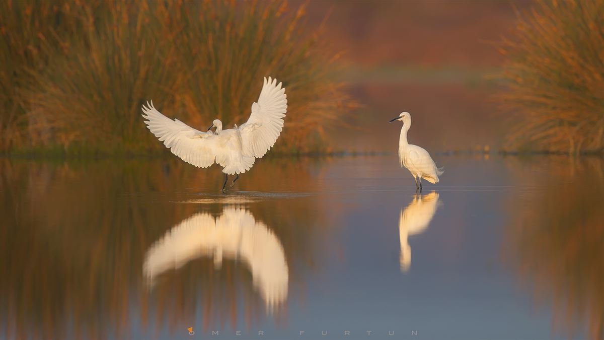Little Egret