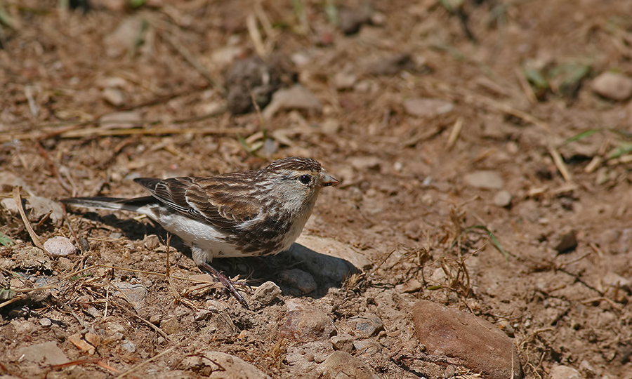 Twite