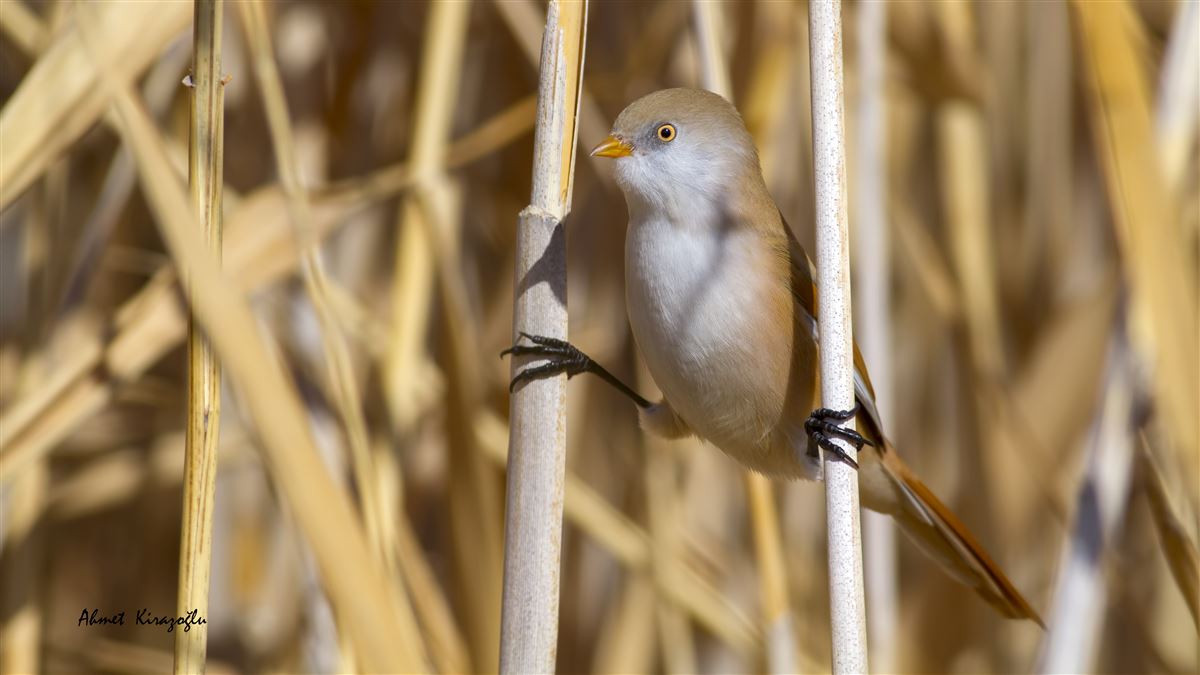 Bearded Reedling