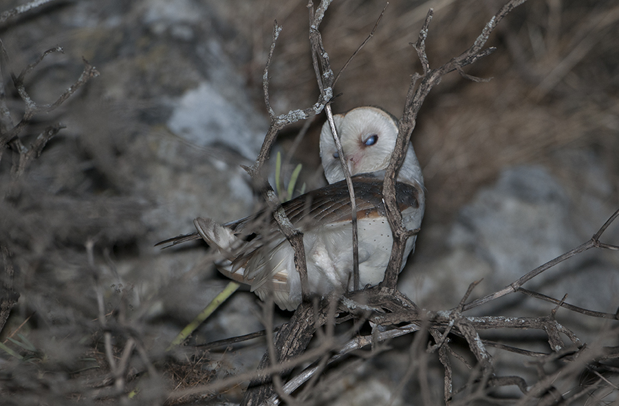 Western Barn Owl