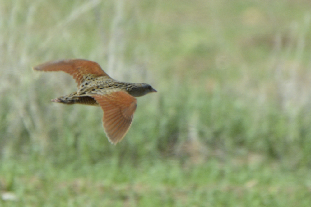 Corn Crake