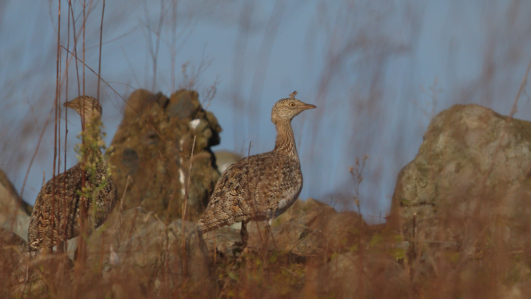 Little Bustard