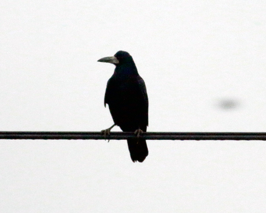 Rook