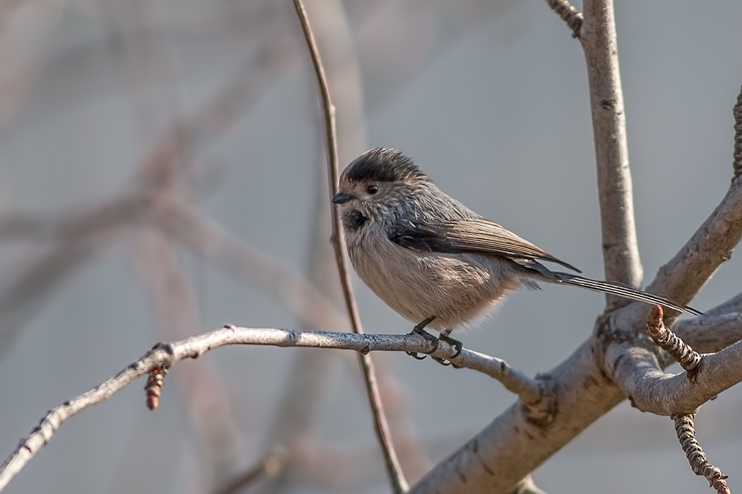 Long-tailed Tit