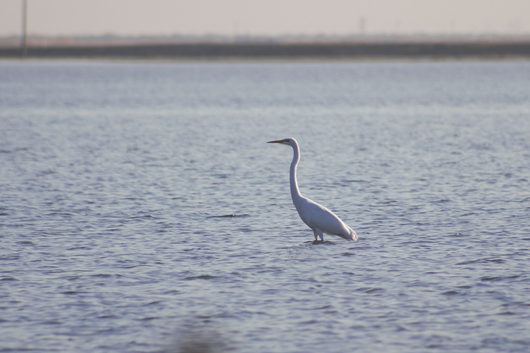 Great Egret