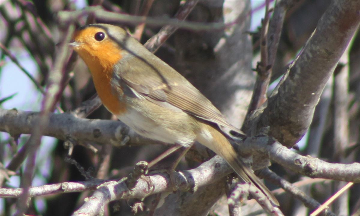 European Robin