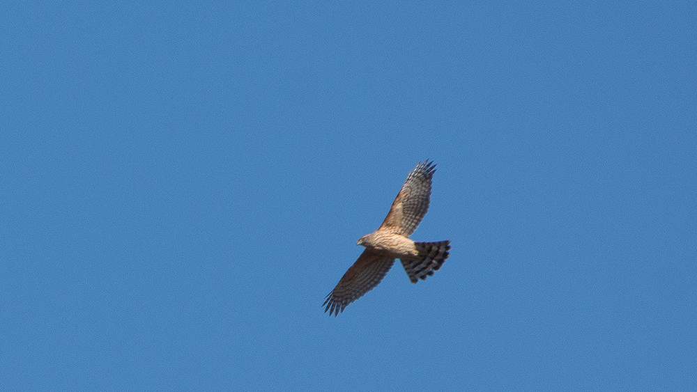 Eurasian Goshawk
