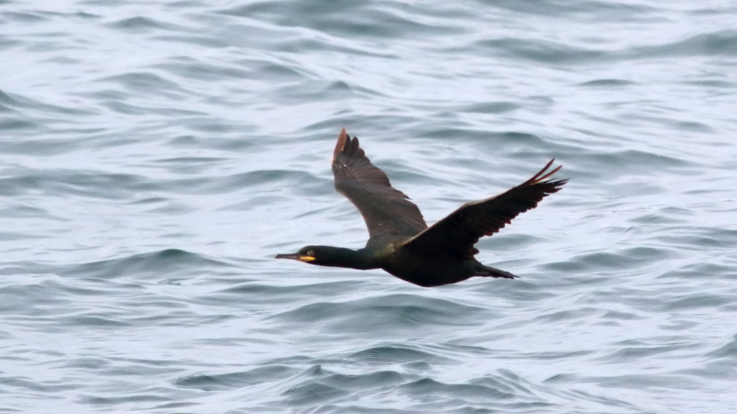 European Shag