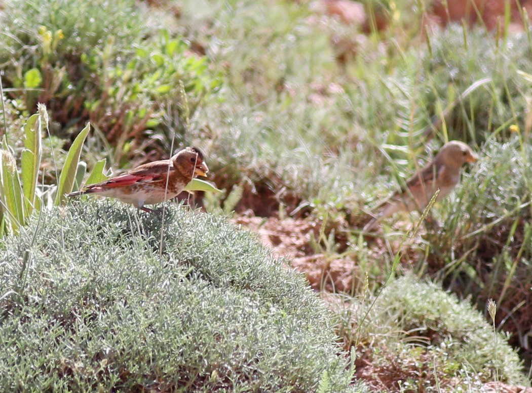 Crimson-winged Finch
