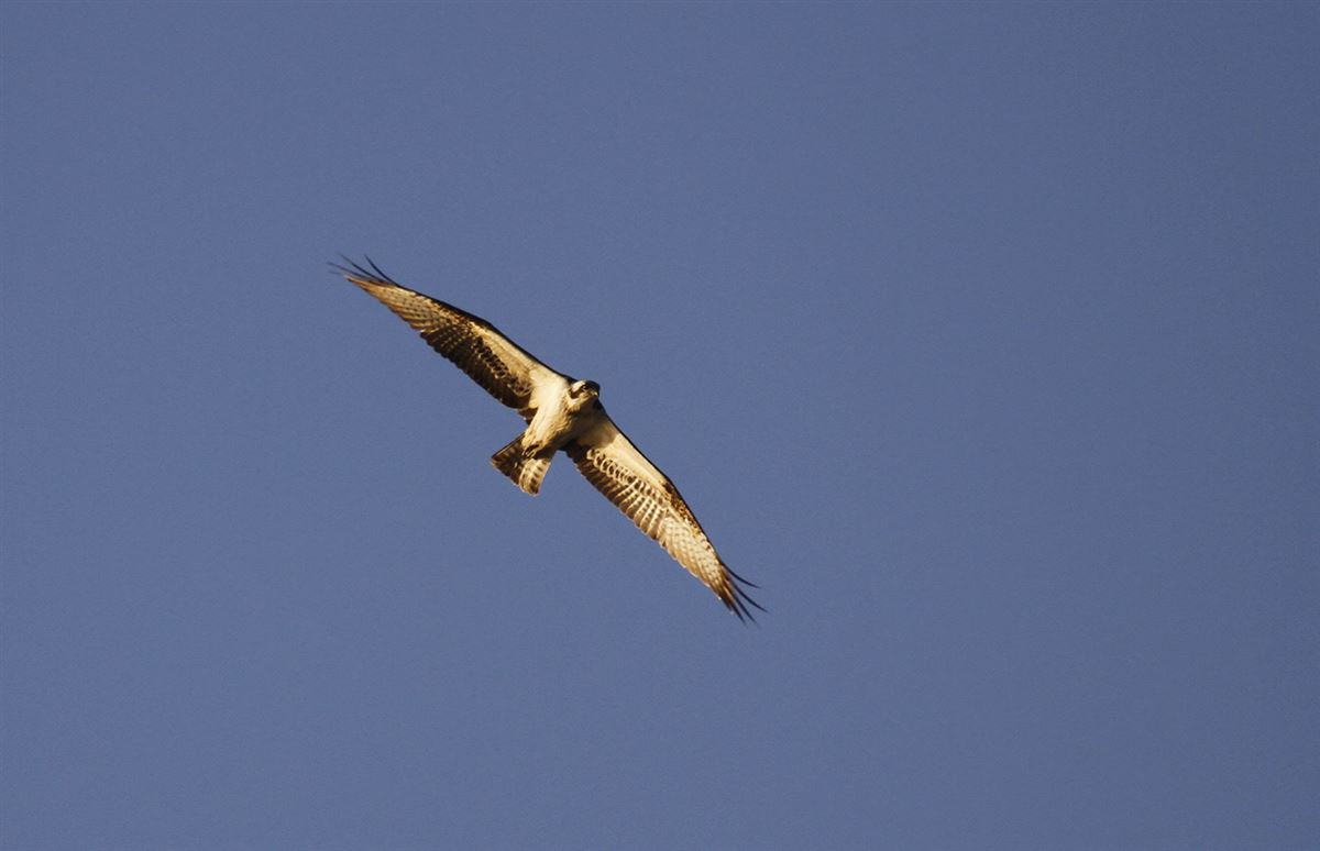 Osprey