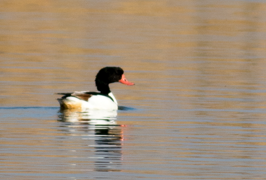 Common Shelduck