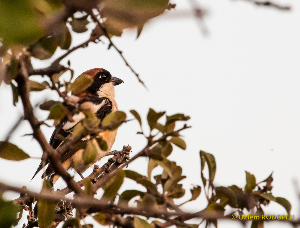 Woodchat Shrike