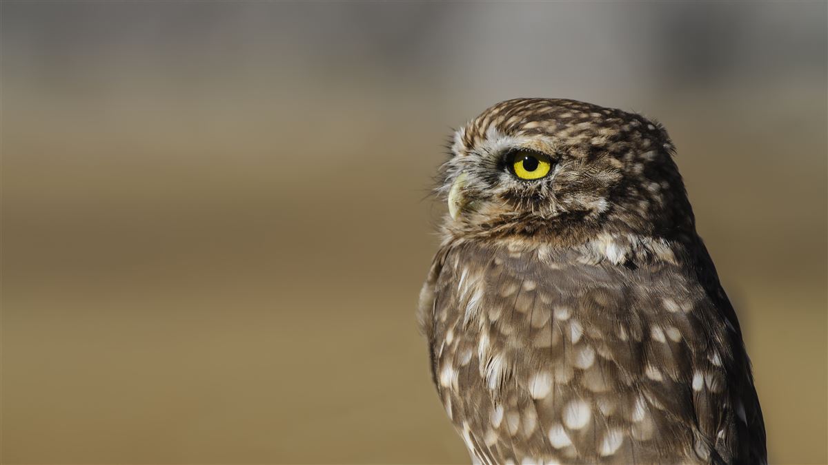 Little Owl