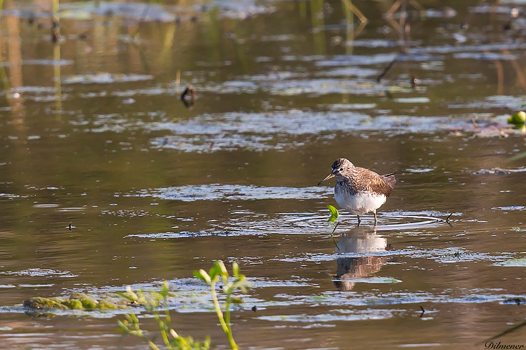 Green Sandpiper