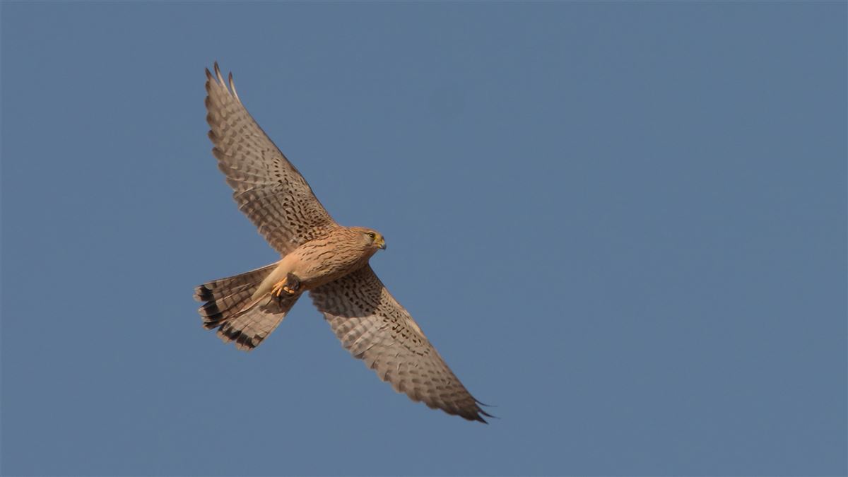Common Kestrel