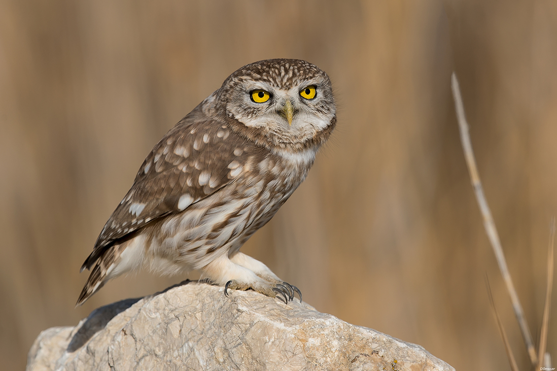 Little Owl