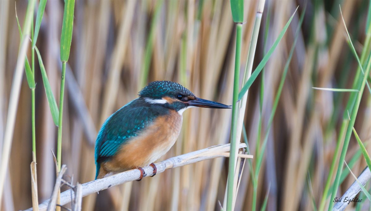 Common Kingfisher