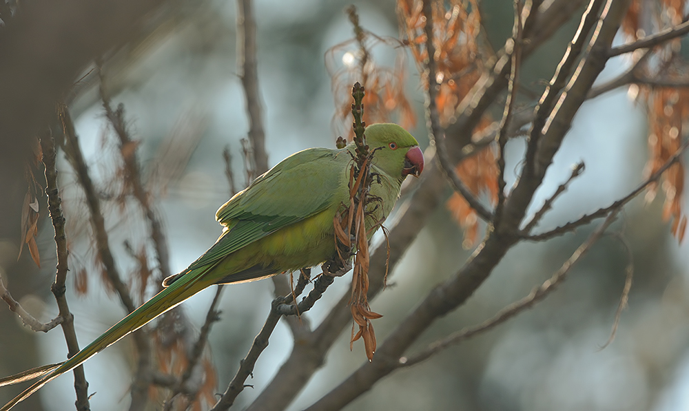 Rose-ringed Parakeet
