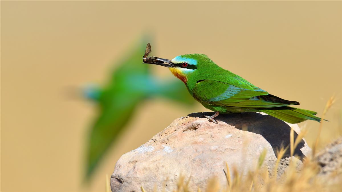 Blue-cheeked Bee-eater