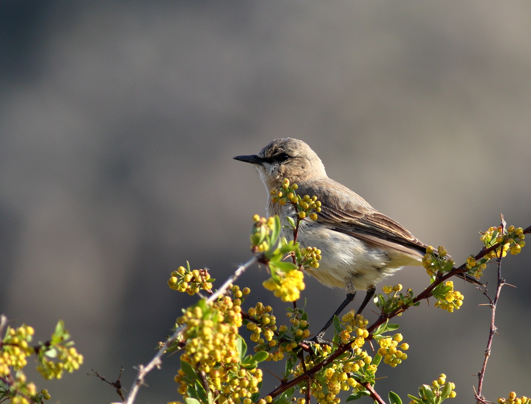 Isabelline Wheatear