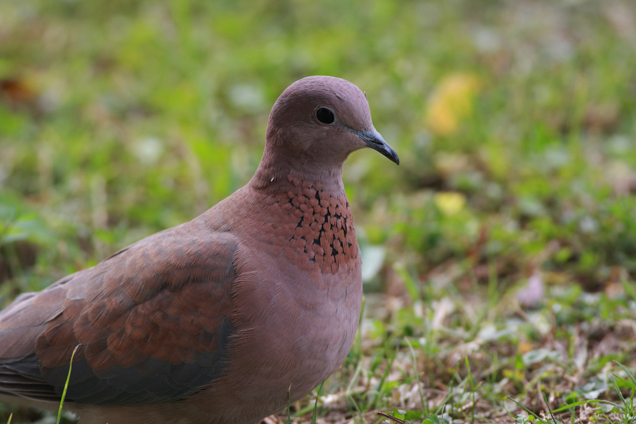 Laughing Dove