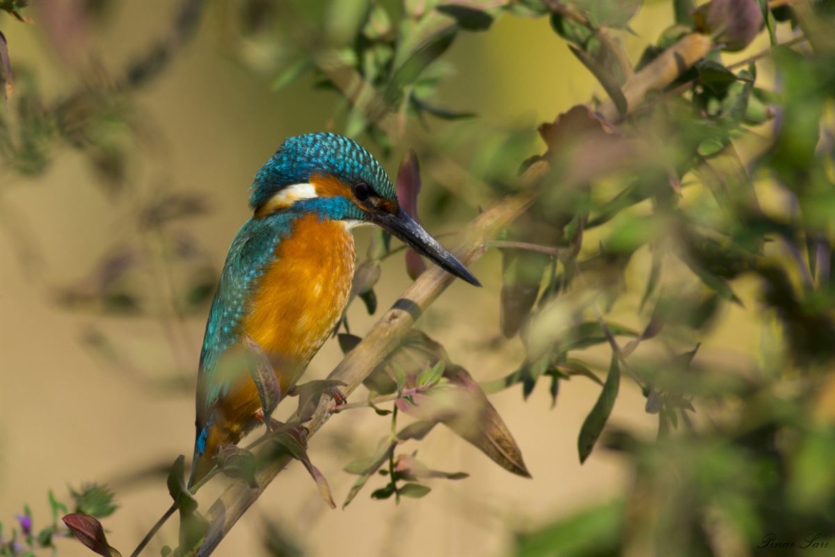 Common Kingfisher