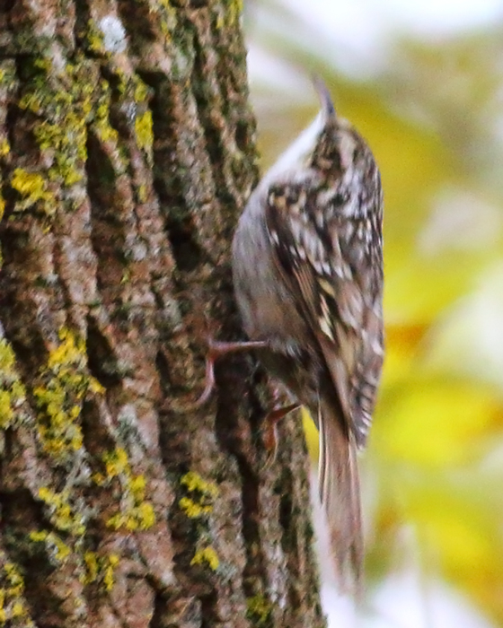 Short-toed Treecreeper