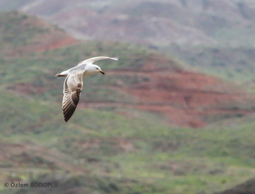 Armenian Gull