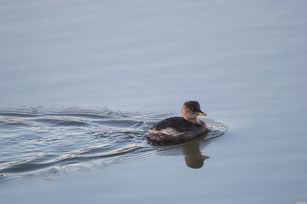Little Grebe